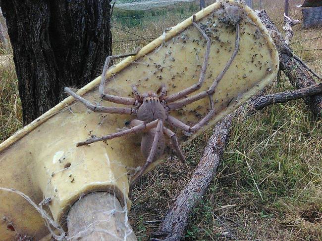 giant-spider-australia