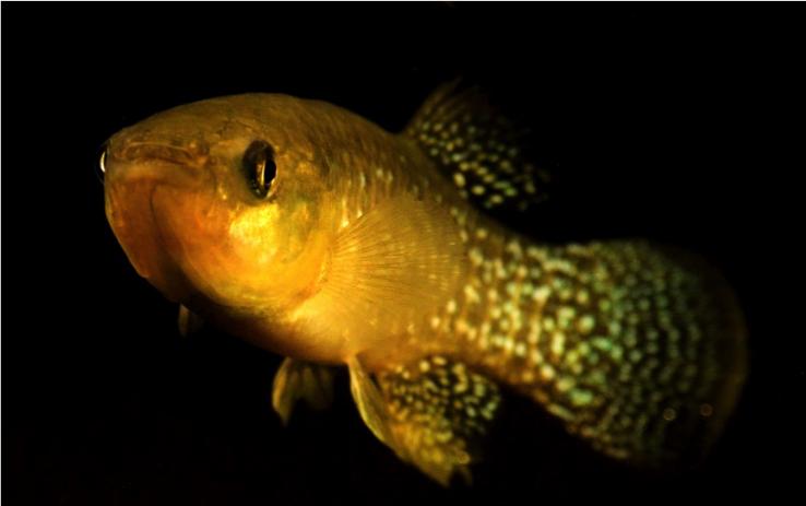 The Atlantic Killifish