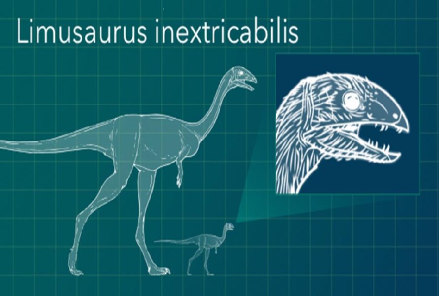 limusaurus-inextricabilis-dinosaur-1