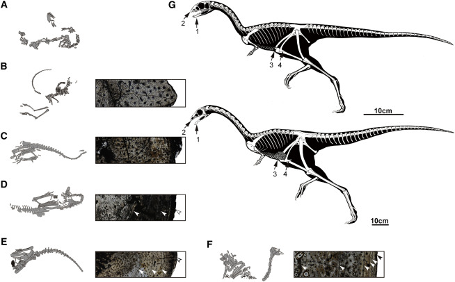 Six Ontogenetic Stages and Major Ontogenetic Variations of Limusaurus inextricabilis Image Credit: Current Biology